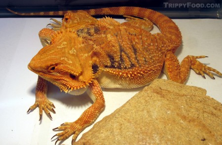 A live two-headed, six-legged bearded dragon