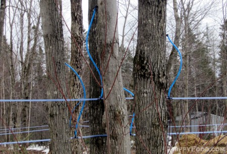 Tubing carrying maple sap to the pumping station