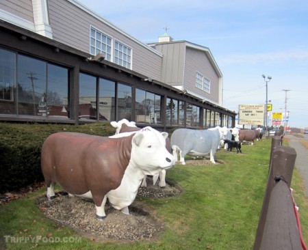 Hilltop Steakhouse's Fiberglas herd