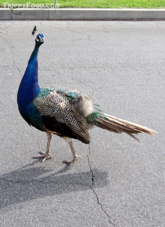 One of the flock of now-wild peacock in Arcadia CA