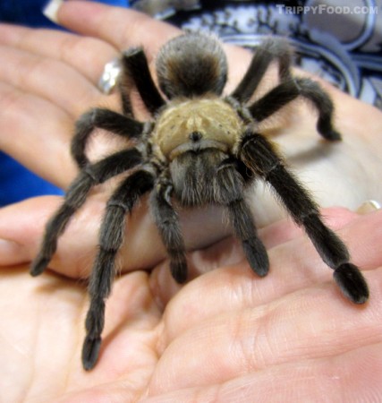 Siete (a 7-legged tarantula) was not on the menu