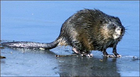 A muskrat in its native surroundings (public domain photo)