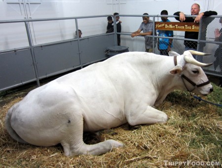 White Mountain, a massive Chianina steer appearing at County fairs