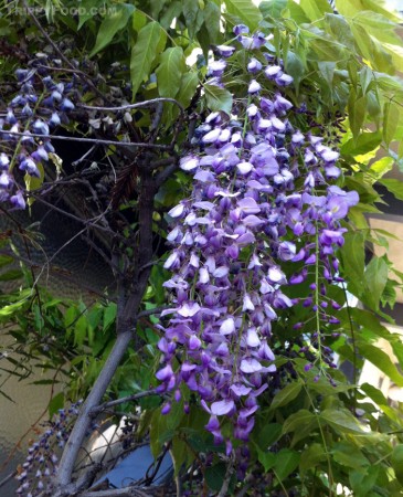 Beautiful foliage of the Chinese wistaria