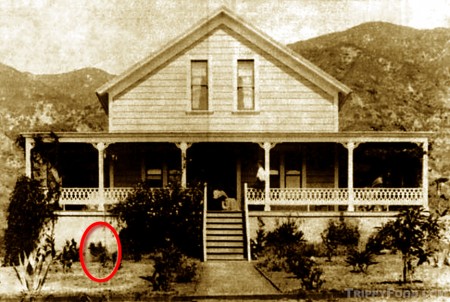 Red circle (left) indicates the original plant